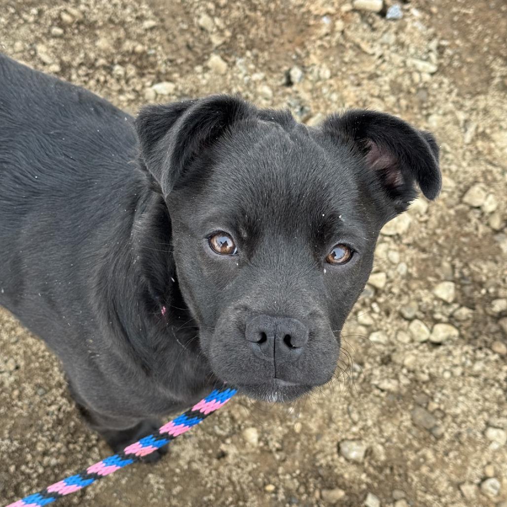 Chloe WV — thumbnail 3