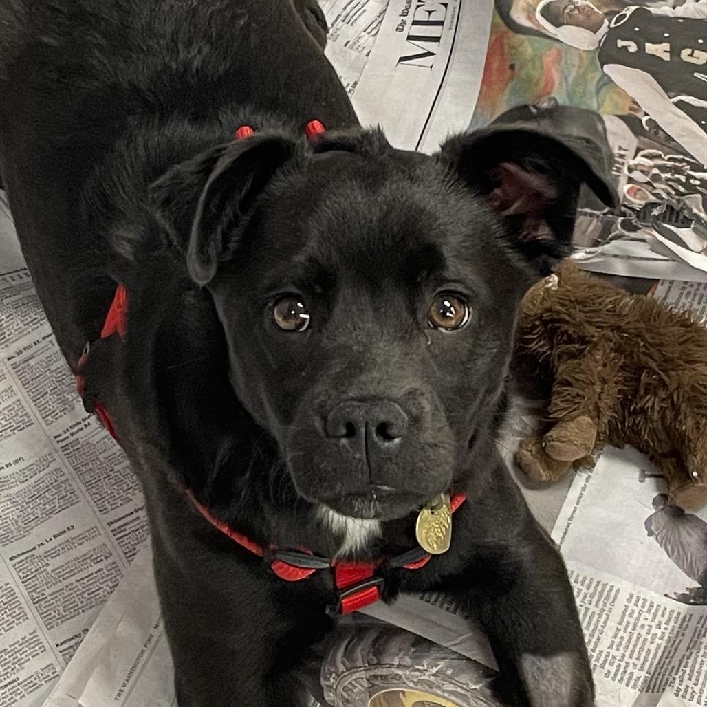 Chloe WV — thumbnail 4