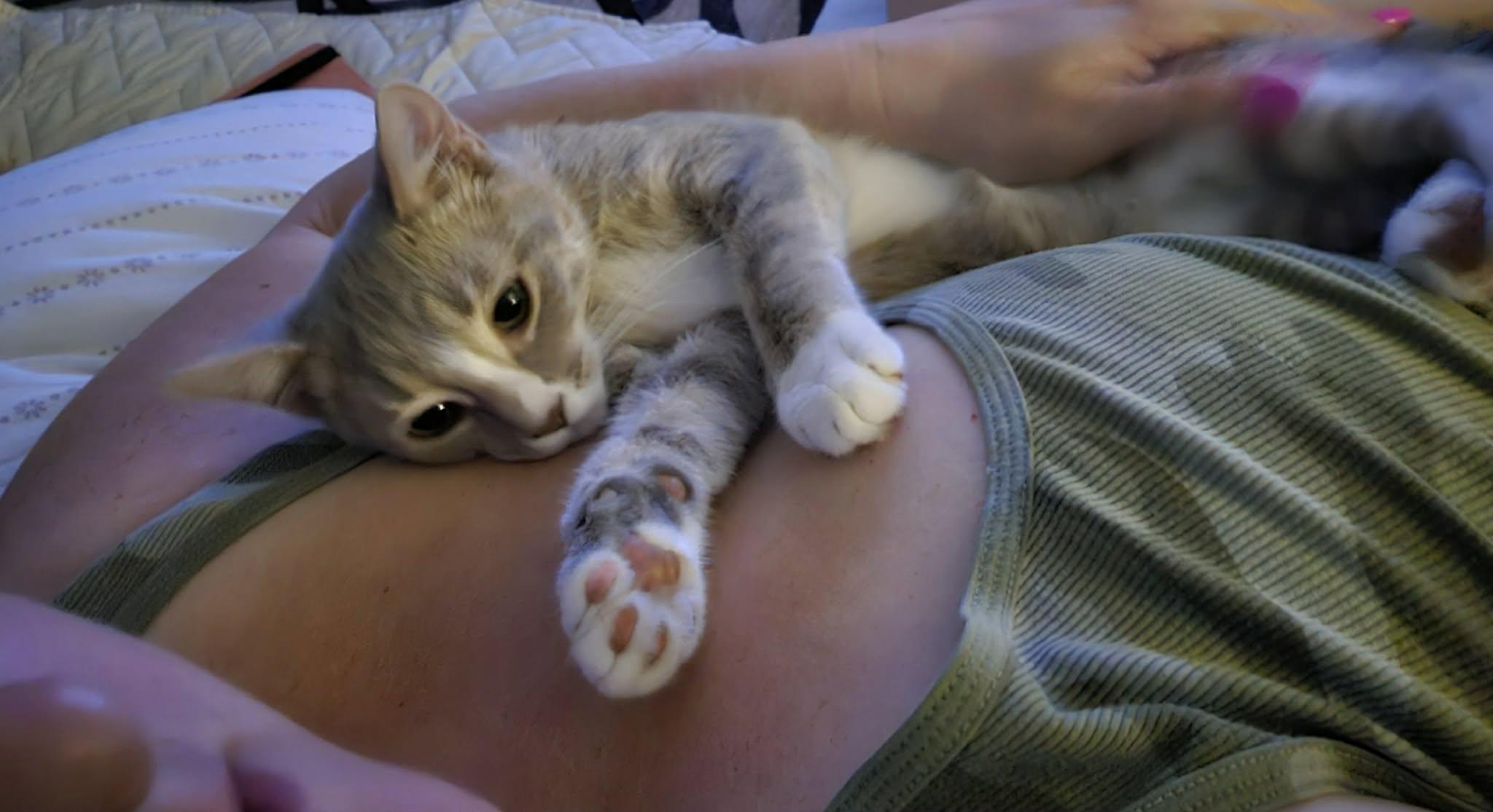 Enlarge Taupe, a Adoptable Domestic Short Hair in Houston, TX image 1/6