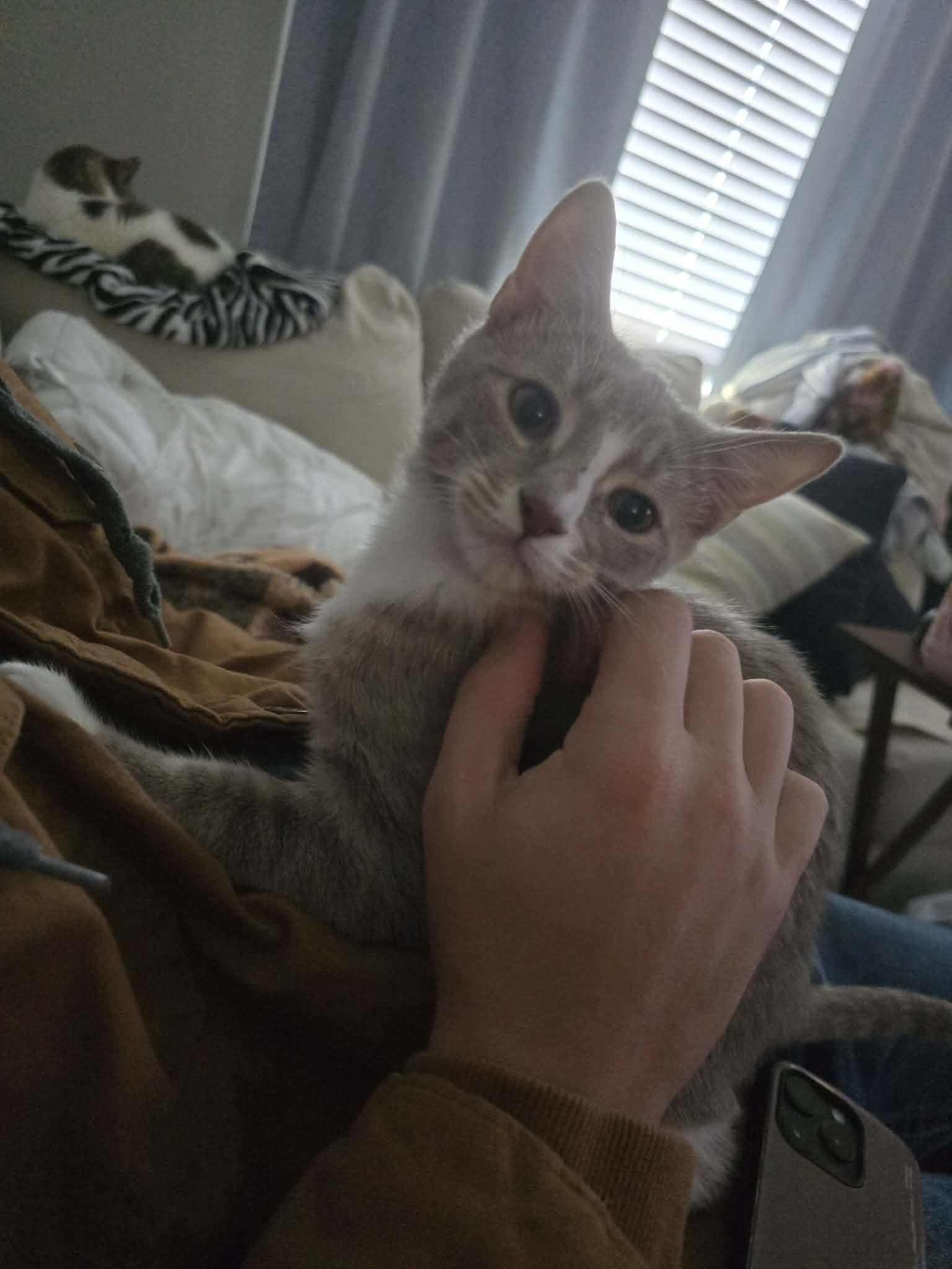 Enlarge Taupe, a Adoptable Domestic Short Hair in Houston, TX image 2/6