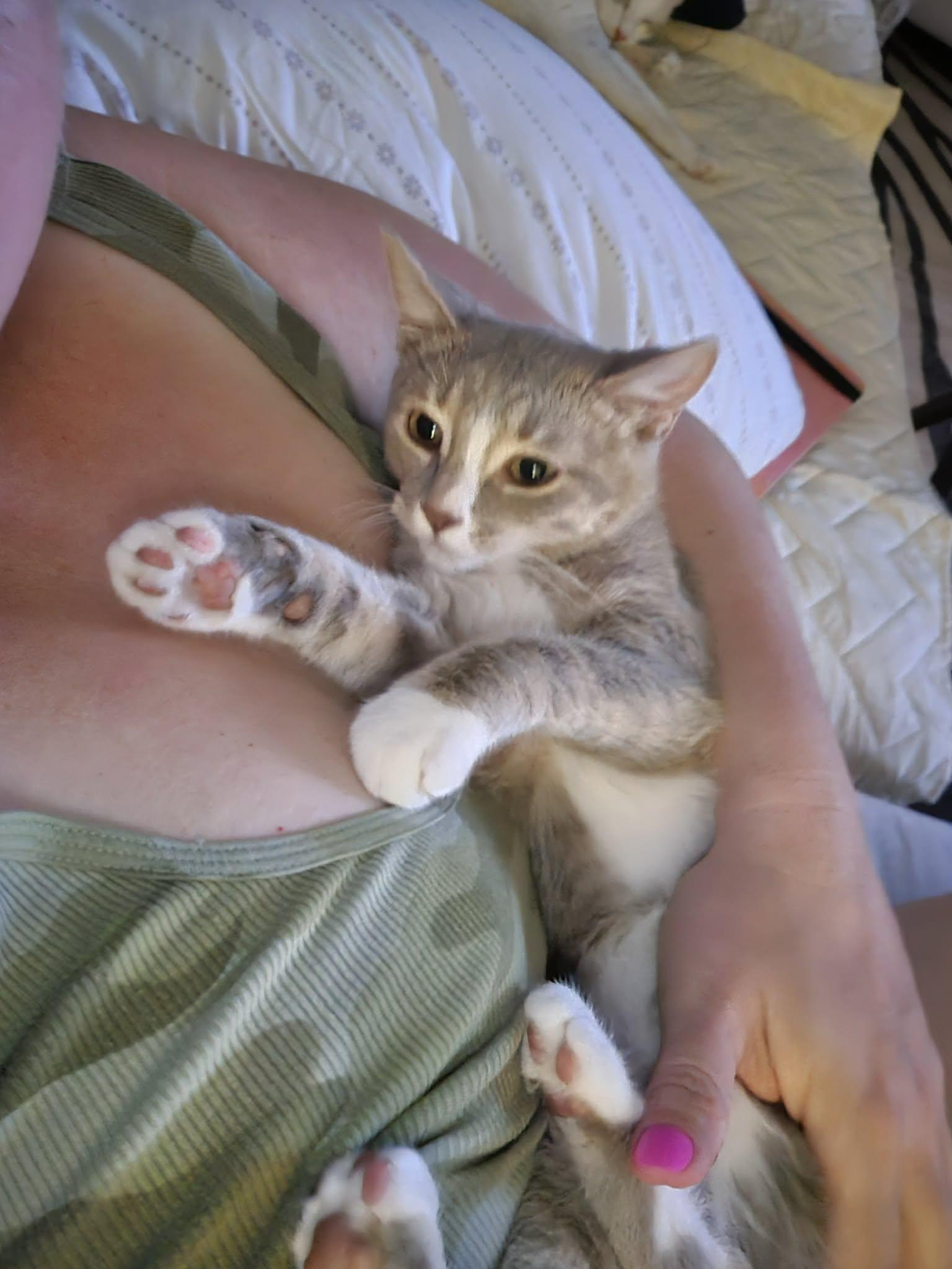 Enlarge Taupe, a Adoptable Domestic Short Hair in Houston, TX image 3/6