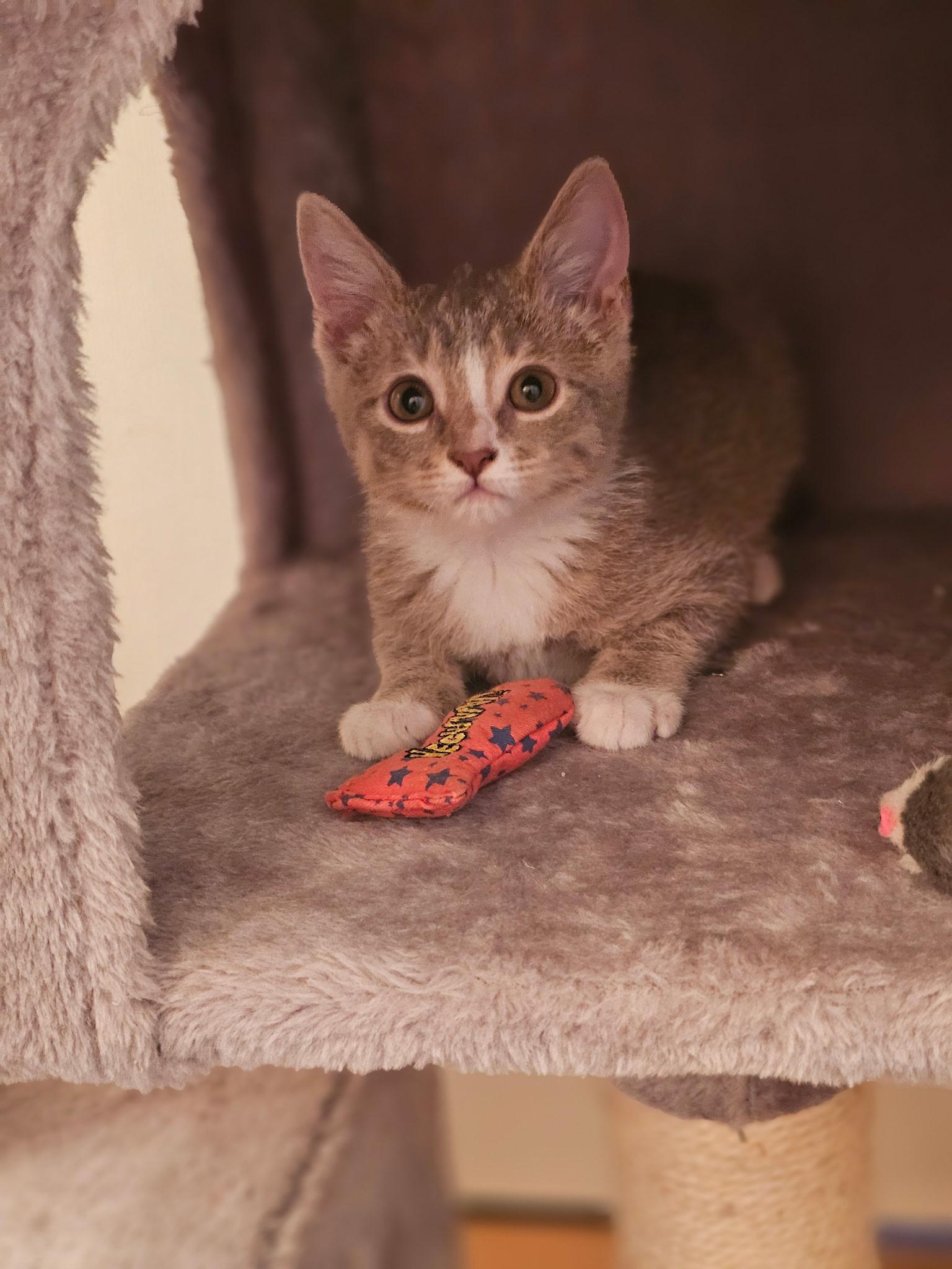Enlarge Taupe, a Adoptable Domestic Short Hair in Houston, TX image 4/6