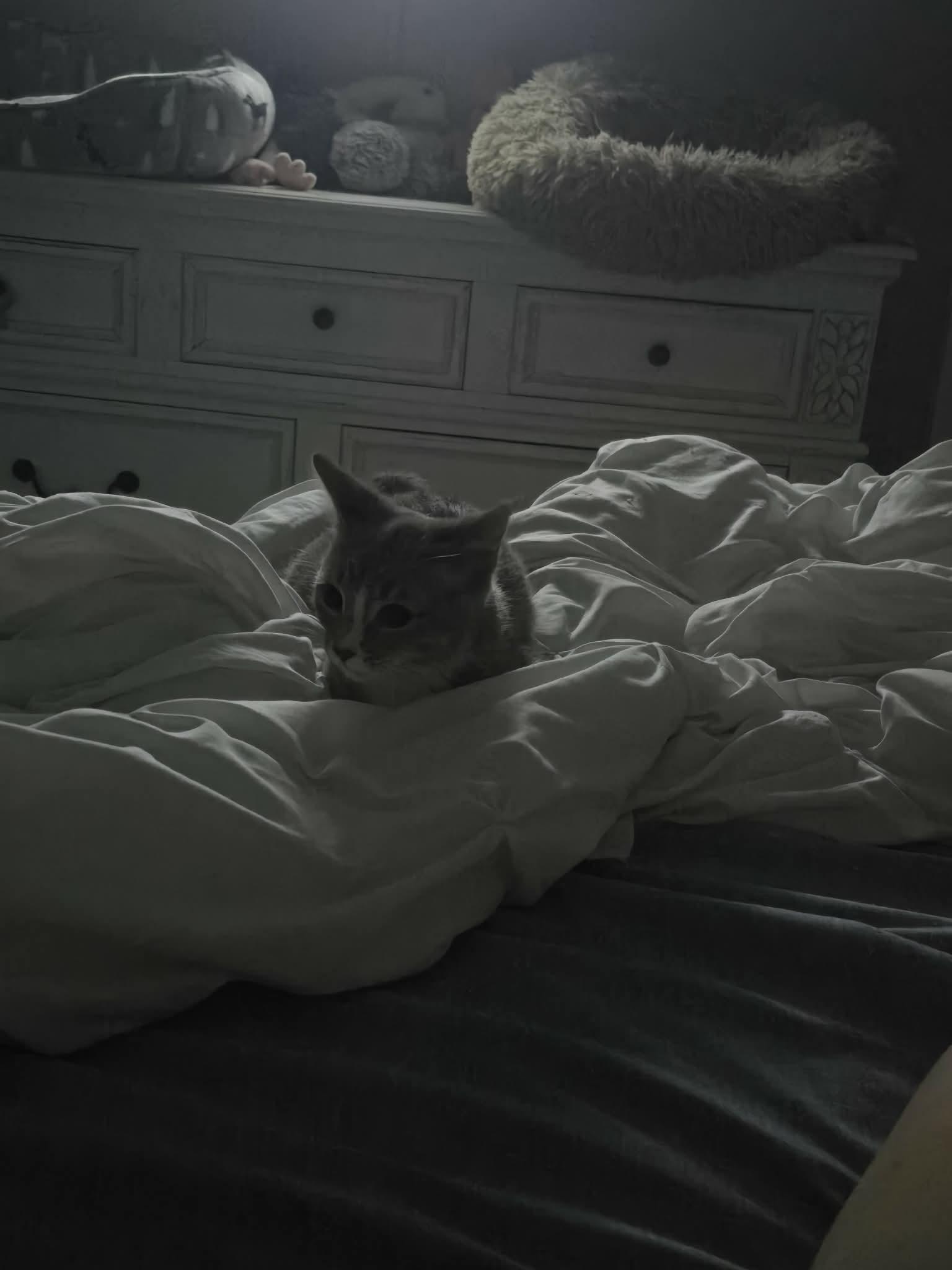 Enlarge Taupe, a Adoptable Domestic Short Hair in Houston, TX image 5/6