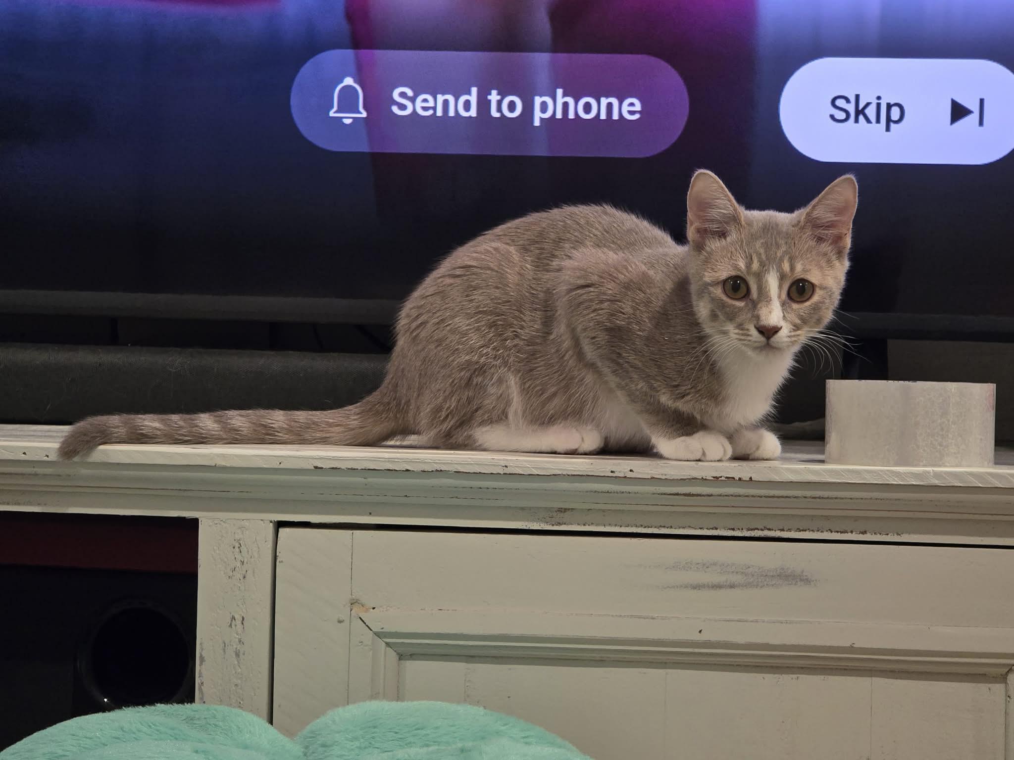 Enlarge Taupe, a Adoptable Domestic Short Hair in Houston, TX image 6/6