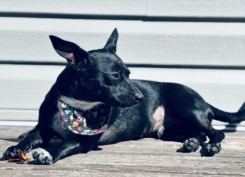 Ollie Rocket, Adoptable, Young Male Chihuahua.