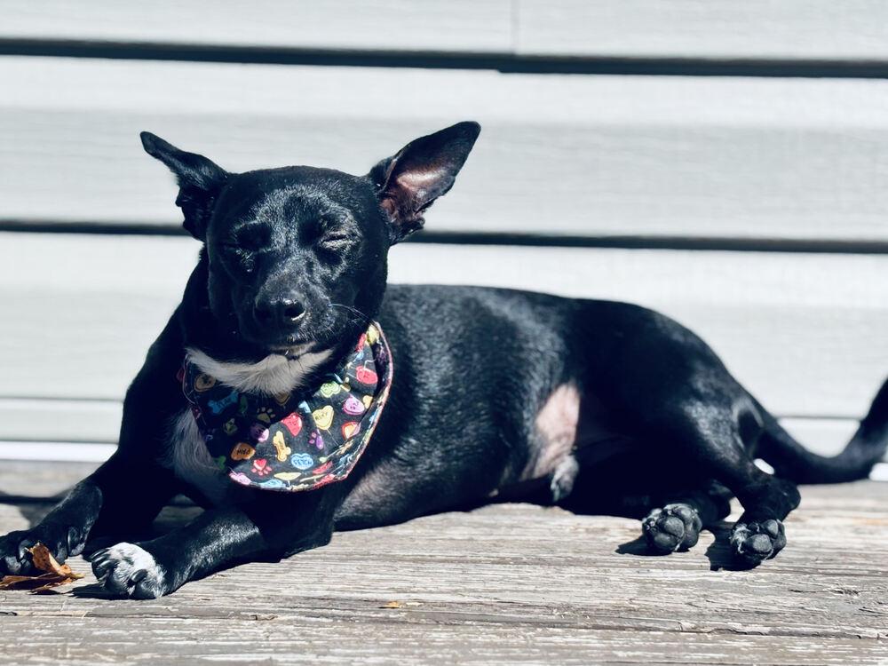 Enlarge Ollie Rocket, a Adoptable Chihuahua in Chattanooga, TN image 2/3