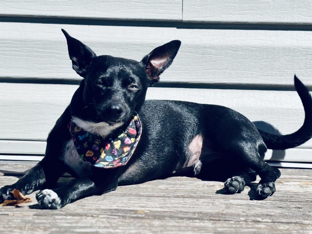 Enlarge Ollie Rocket, a Adoptable Chihuahua in Chattanooga, TN image 3/3