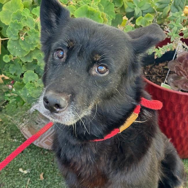 Eureka, Adoptable, Adult Female Wire Fox Terrier & Shepherd.