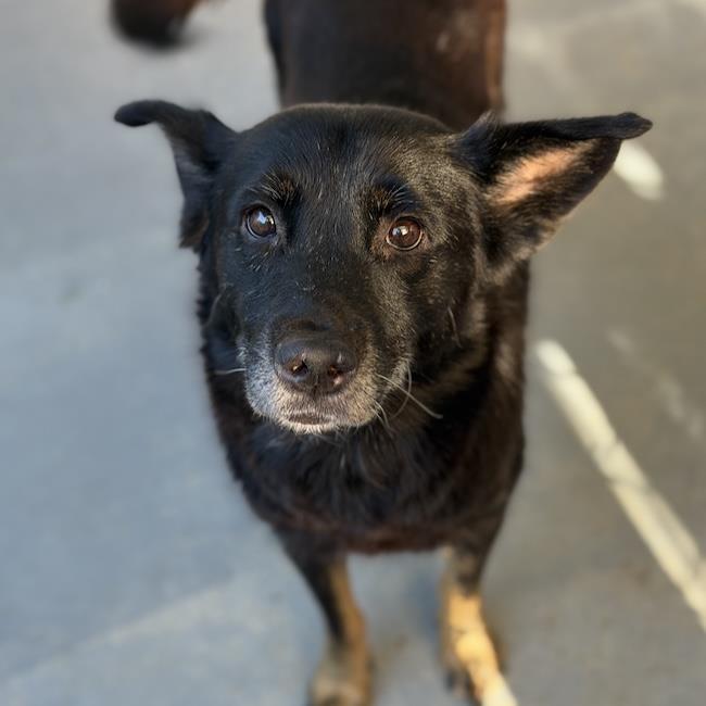 Enlarge Eureka, a Adoptable mixed breed in San Diego, CA image 2/3
