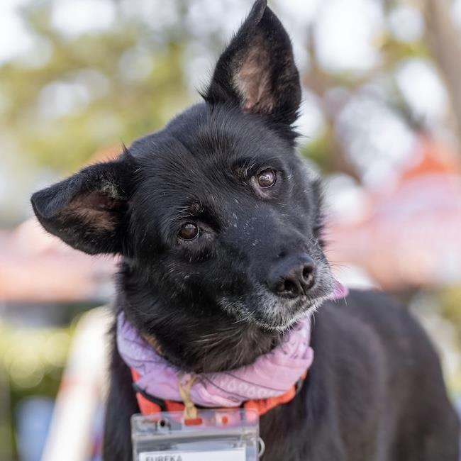 Enlarge Eureka, a Adoptable mixed breed in San Diego, CA image 3/3