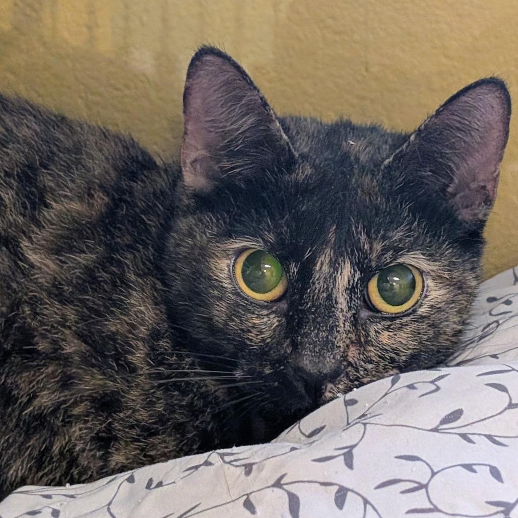 Smudge — thumbnail 2