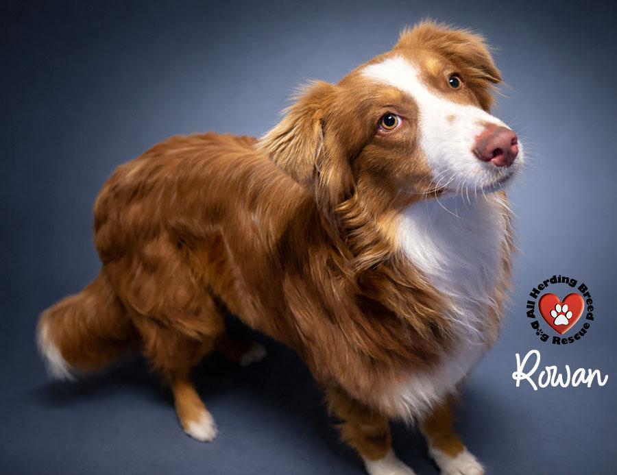Enlarge Rowan, an adoptable mixed breed in Joliet, IL image 2/4