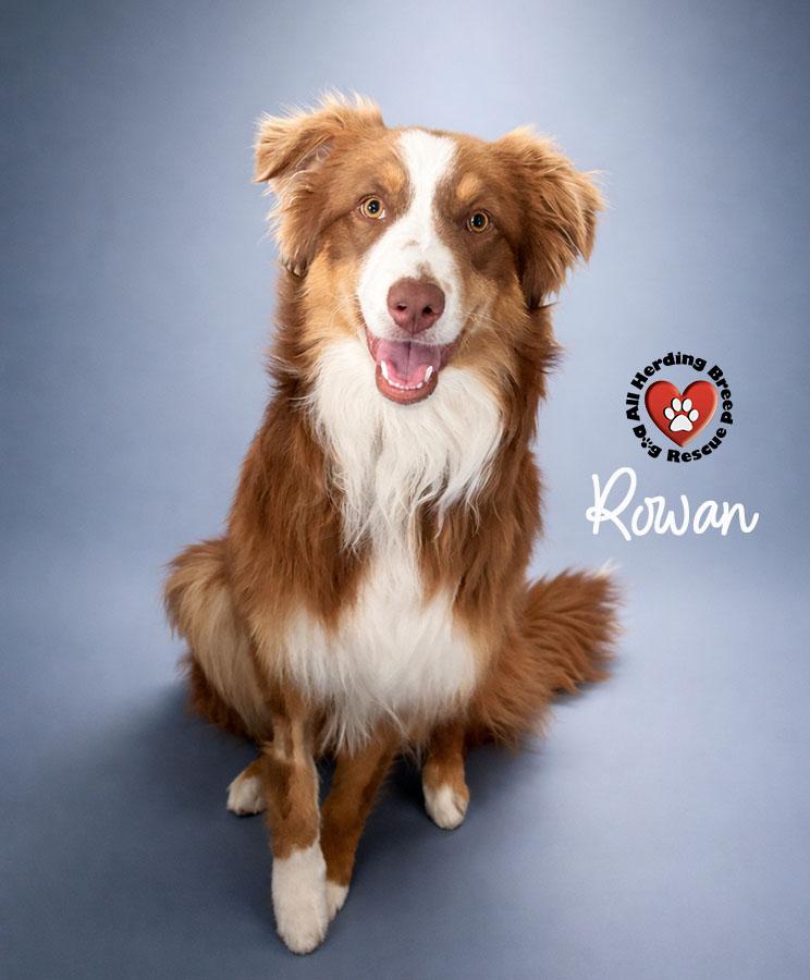 Enlarge Rowan, an adoptable mixed breed in Joliet, IL image 1/4