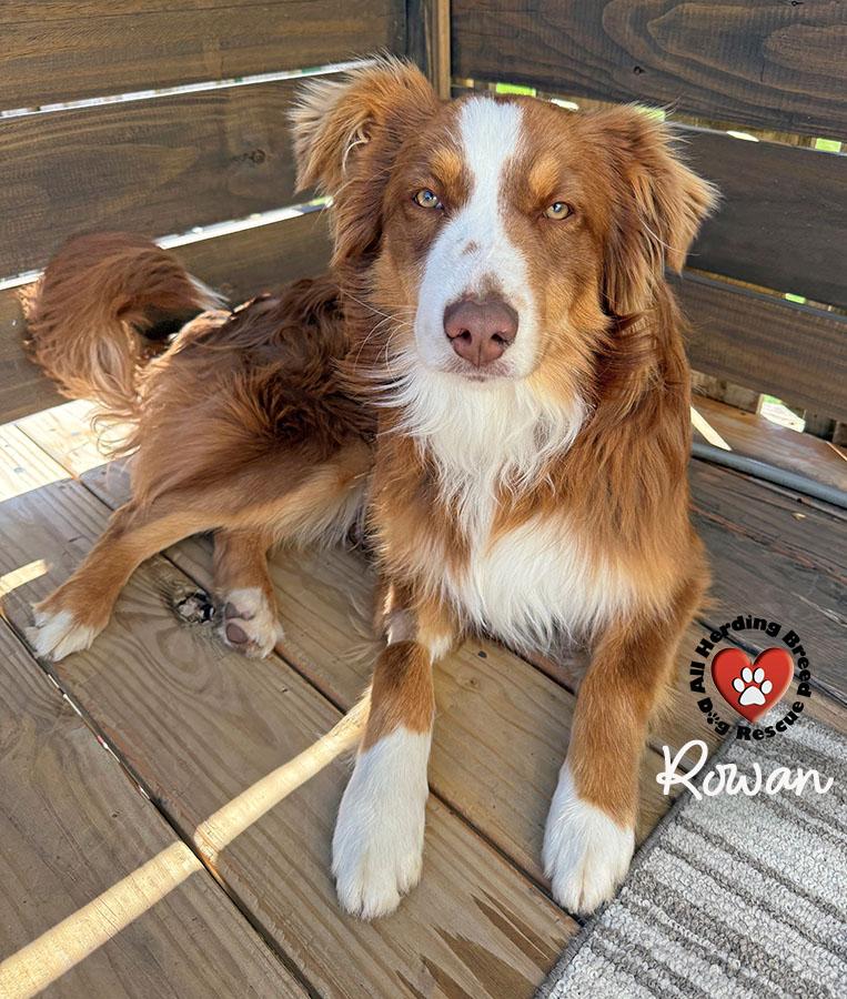 Enlarge Rowan, a ADOPTABLE mixed breed in Joliet, IL image 2/2