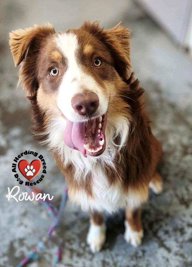 Rowan, ADOPTABLE, Young Male Australian Shepherd.