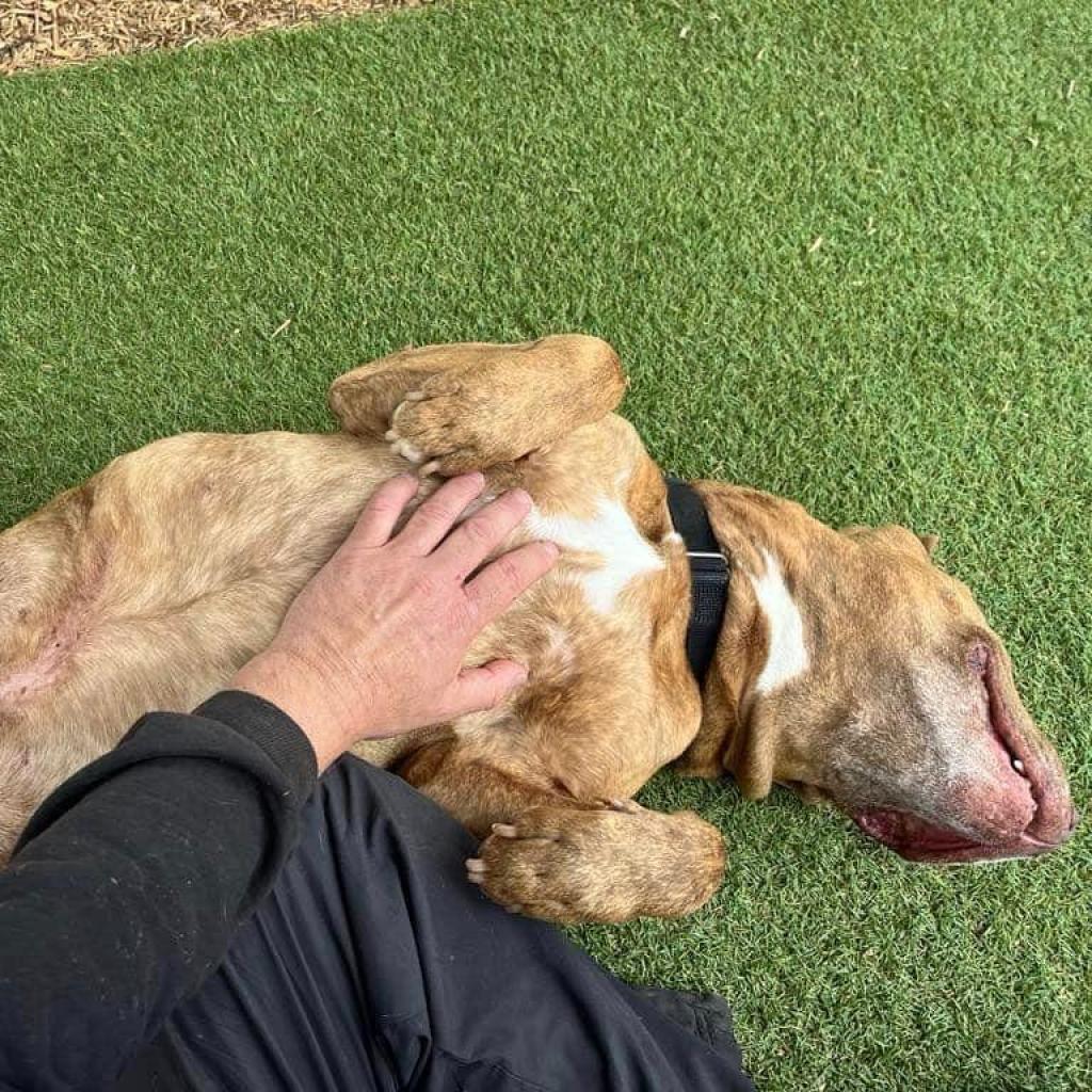 Cooper, a Adoptable Pit Bull Terrier in Ramona, CA image 2/6