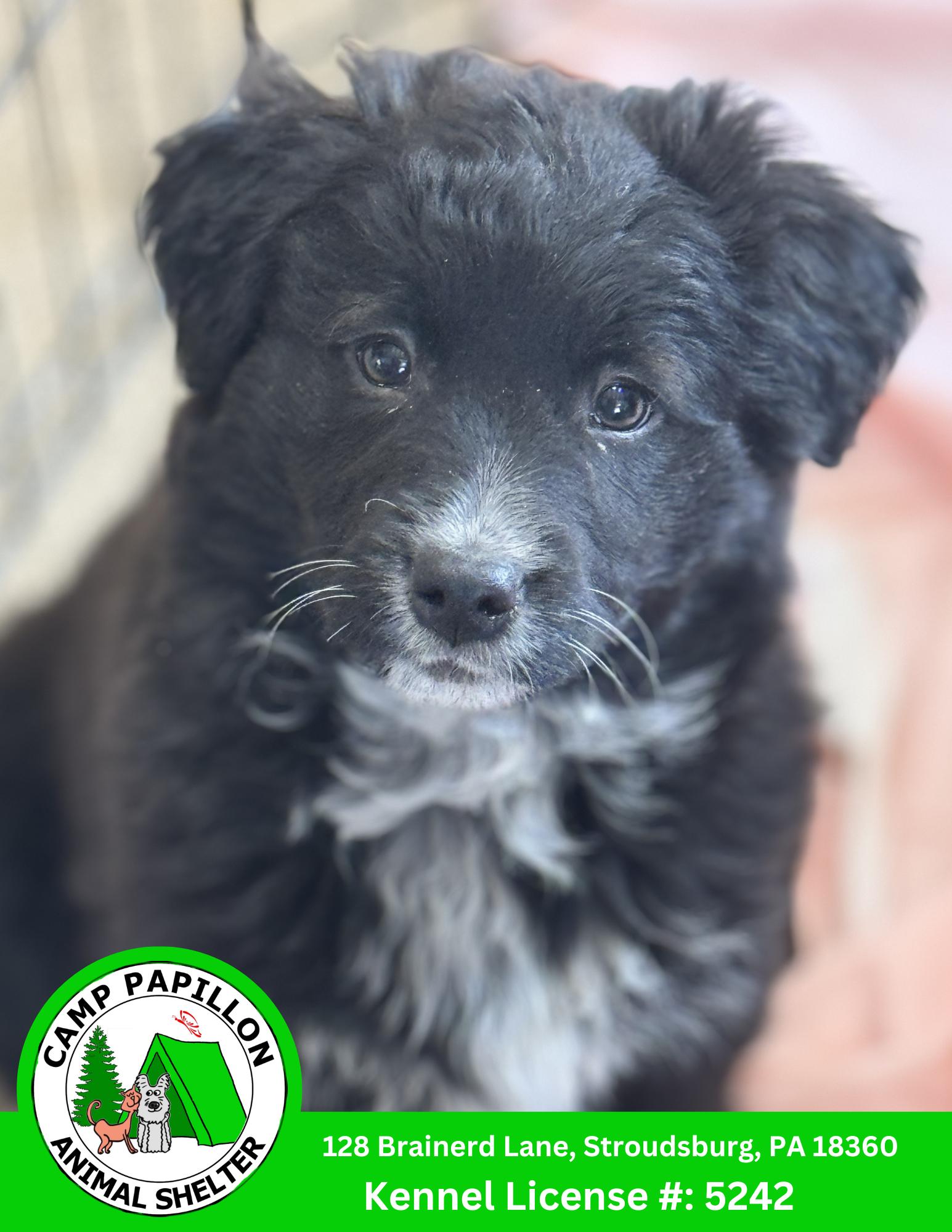 Enlarge Marsha, a Adoptable mixed breed in Stroudsburg, PA image 1/1