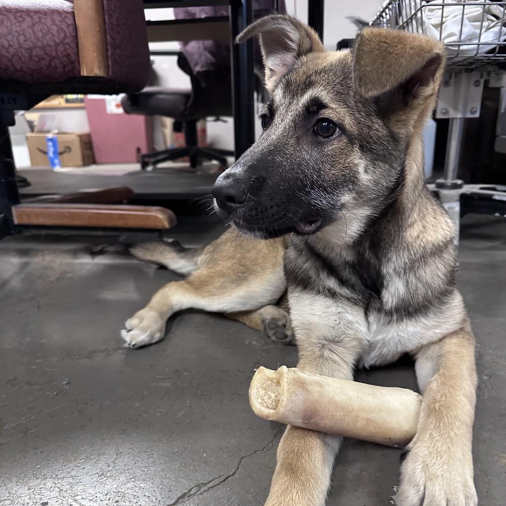 Candy, Adoptable, Puppy Female German Shepherd Dog & Anatolian Shepherd.