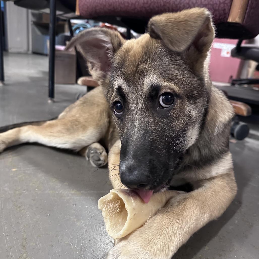 Enlarge Candy, a Adoptable mixed breed in Marion, IL image 2/6