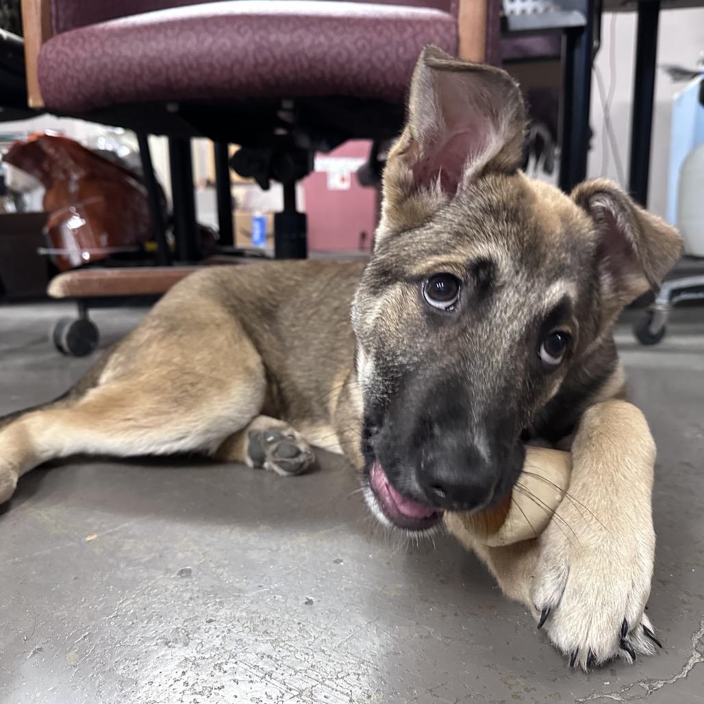 Enlarge Candy, a Adoptable mixed breed in Marion, IL image 3/6