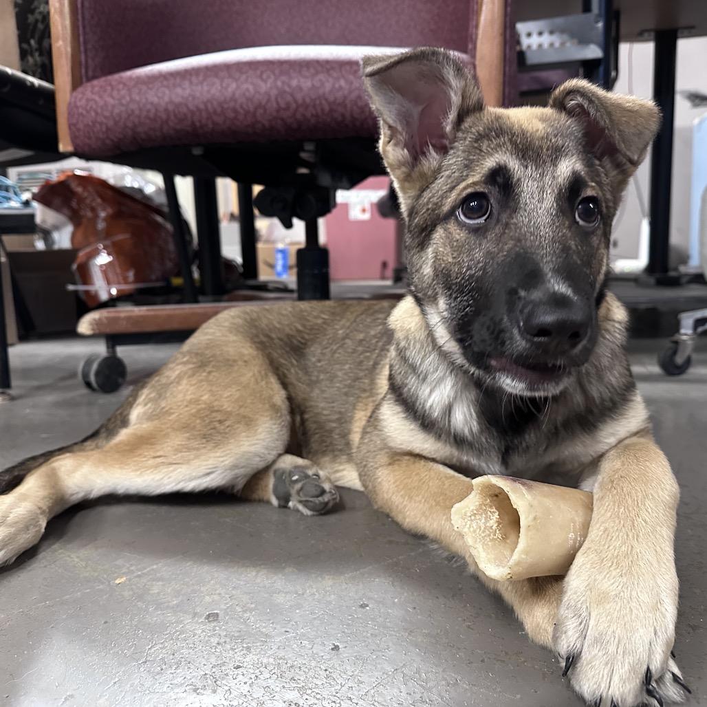 Enlarge Candy, a Adoptable mixed breed in Marion, IL image 4/6