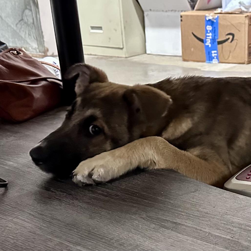 Enlarge Candy, a Adoptable mixed breed in Marion, IL image 5/6