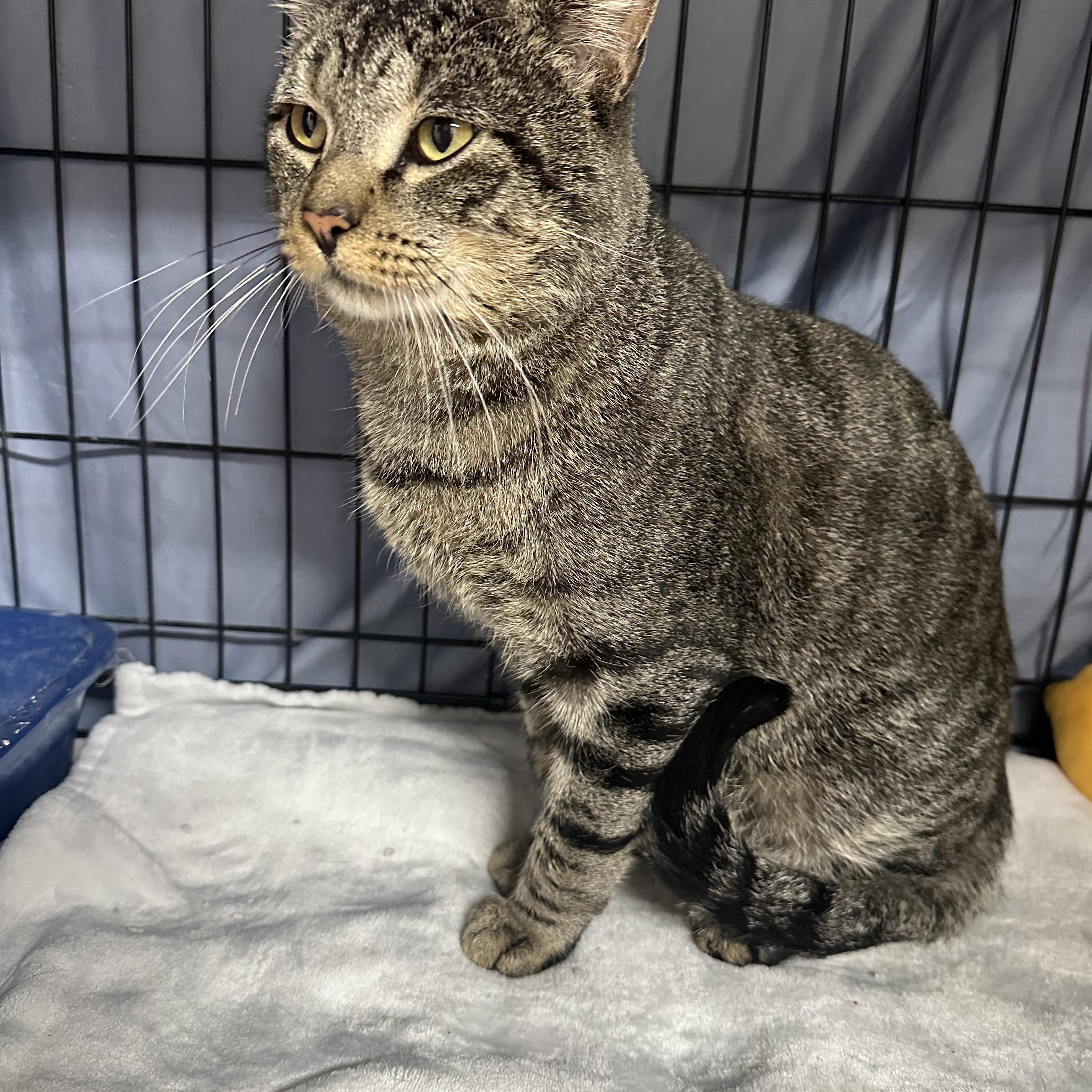 Enlarge Rupert FIV+, a Adoptable Domestic Short Hair in Clifton, NJ image 1/6