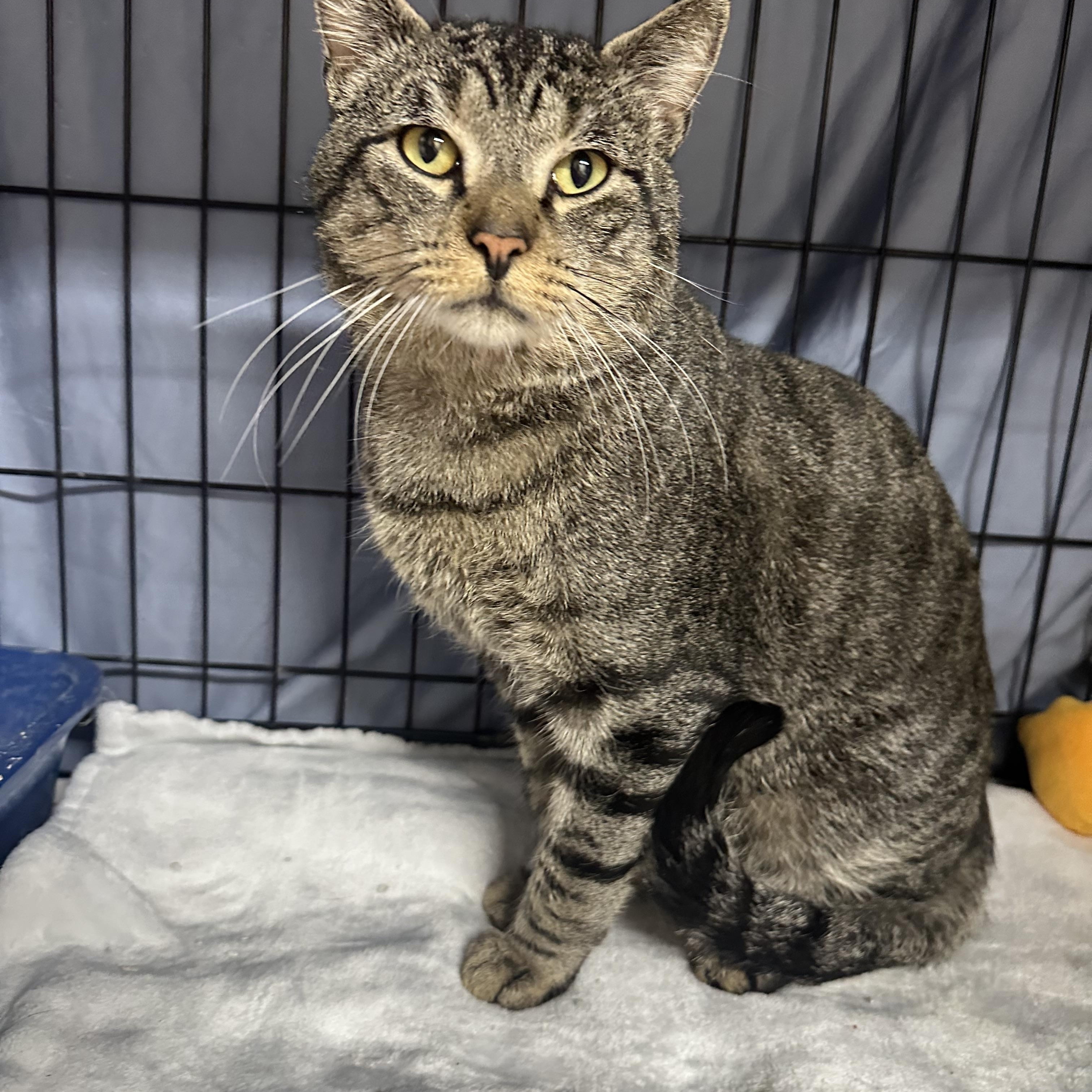 Enlarge Rupert FIV+, a Adoptable Domestic Short Hair in Clifton, NJ image 2/6