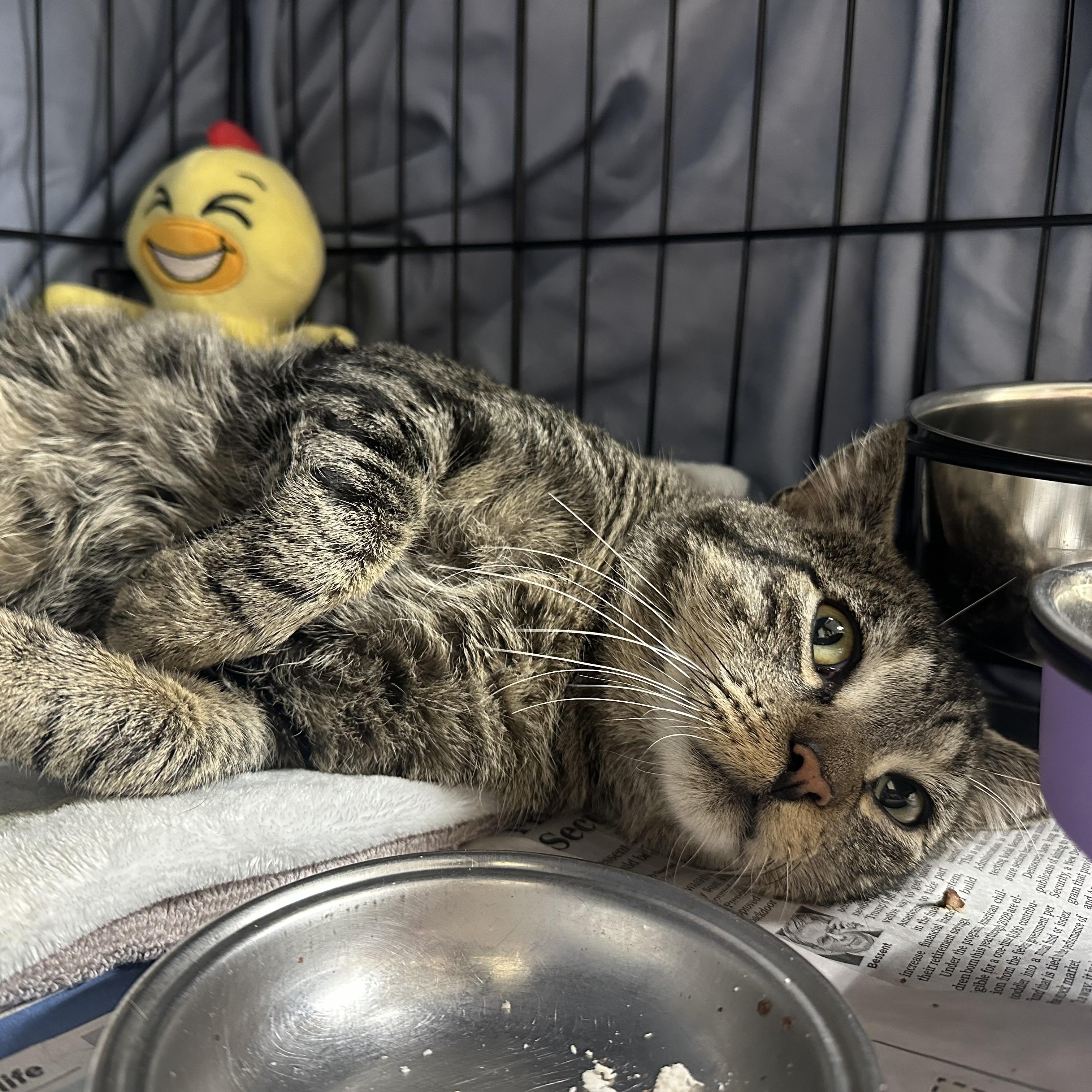 Enlarge Rupert FIV+, a Adoptable Domestic Short Hair in Clifton, NJ image 3/6