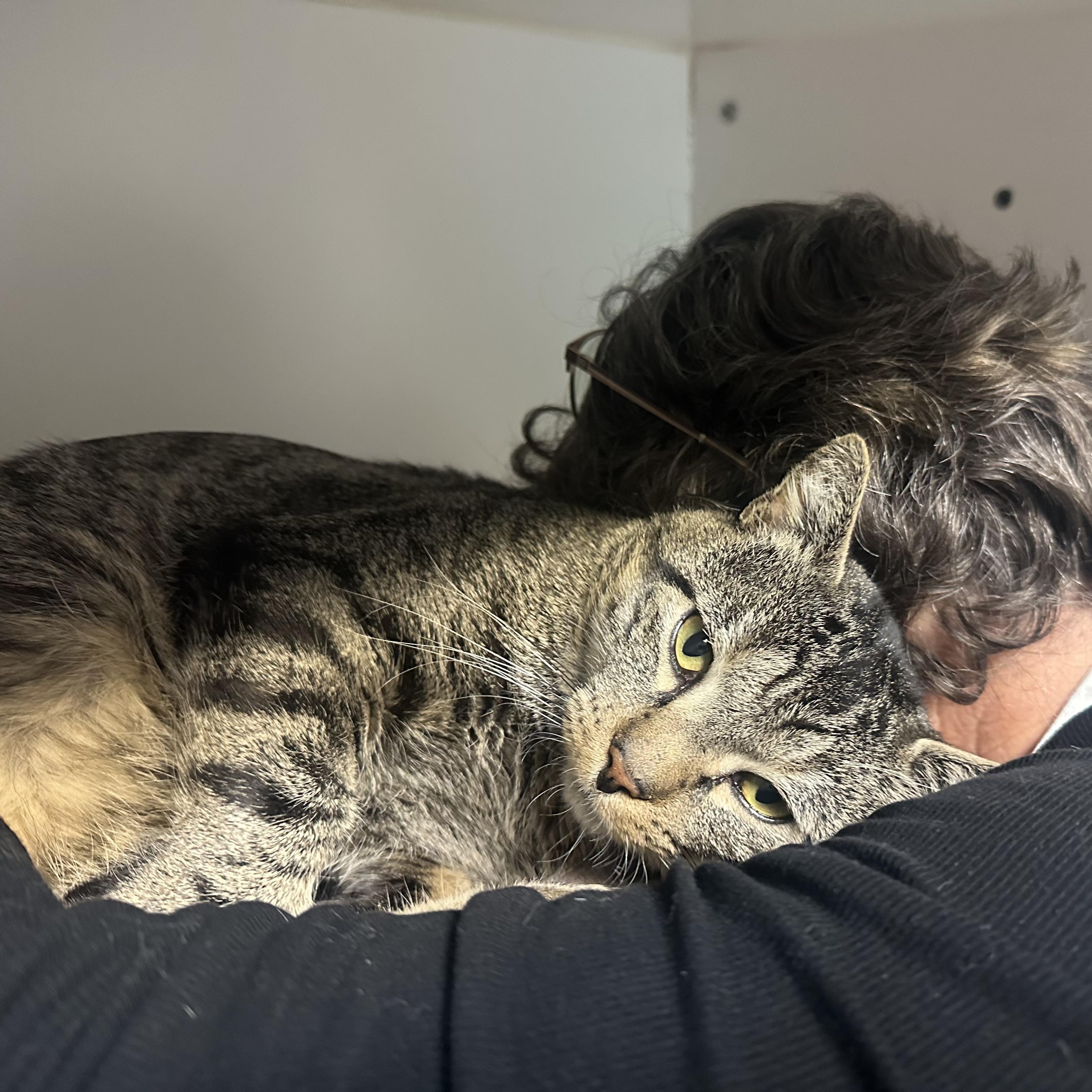 Enlarge Rupert FIV+, a Adoptable Domestic Short Hair in Clifton, NJ image 4/6