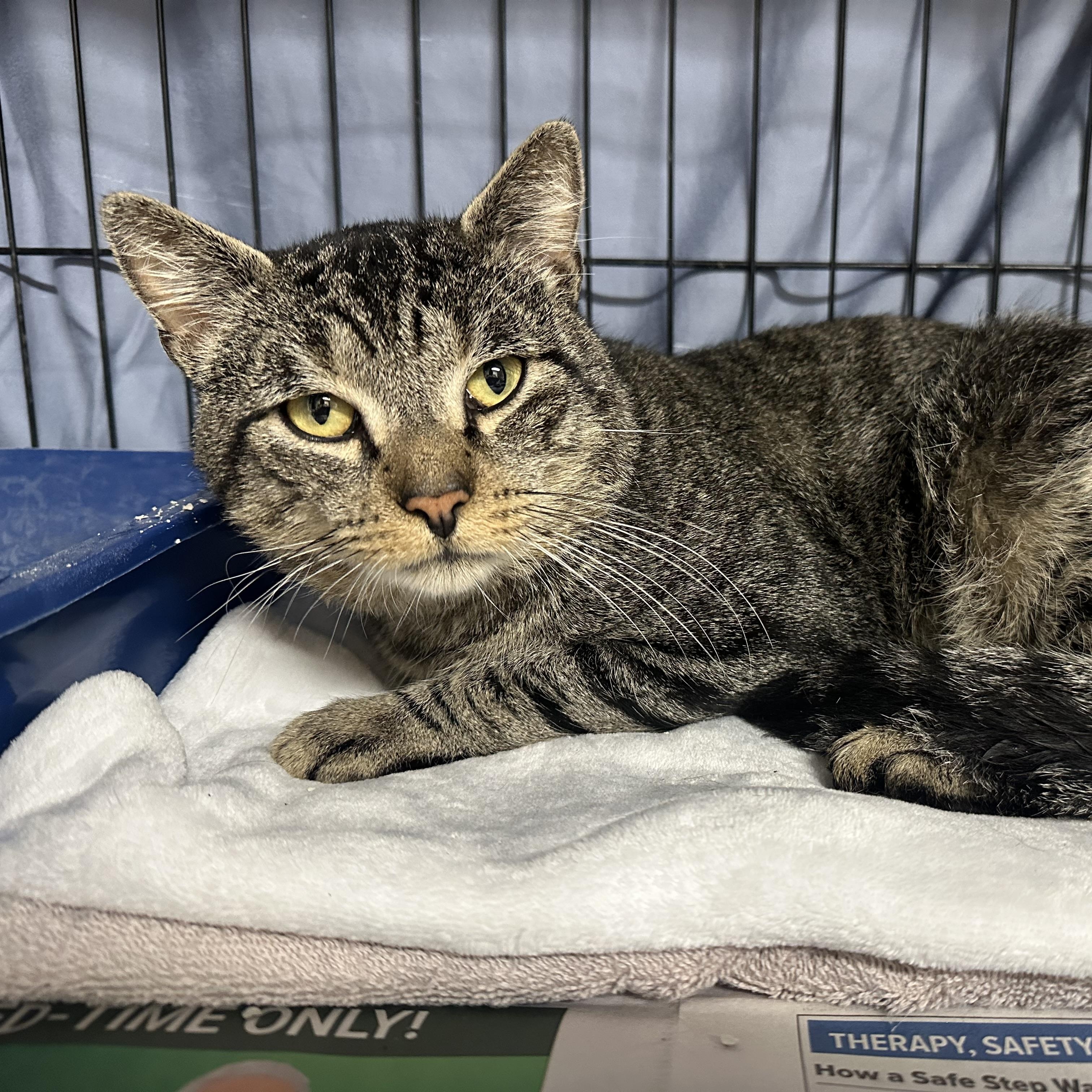 Enlarge Rupert FIV+, a Adoptable Domestic Short Hair in Clifton, NJ image 5/6