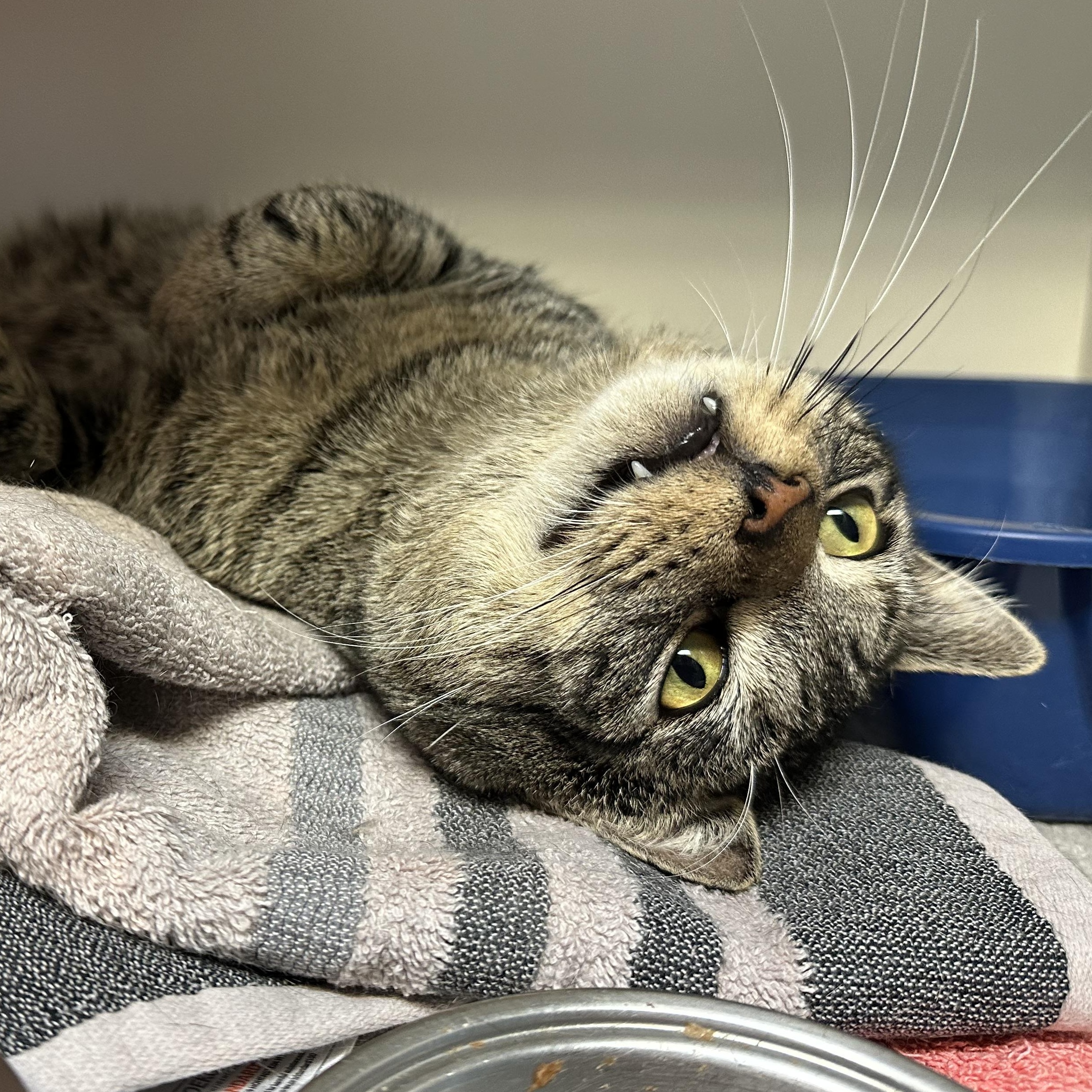 Enlarge Rupert FIV+, a Adoptable Domestic Short Hair in Clifton, NJ image 6/6