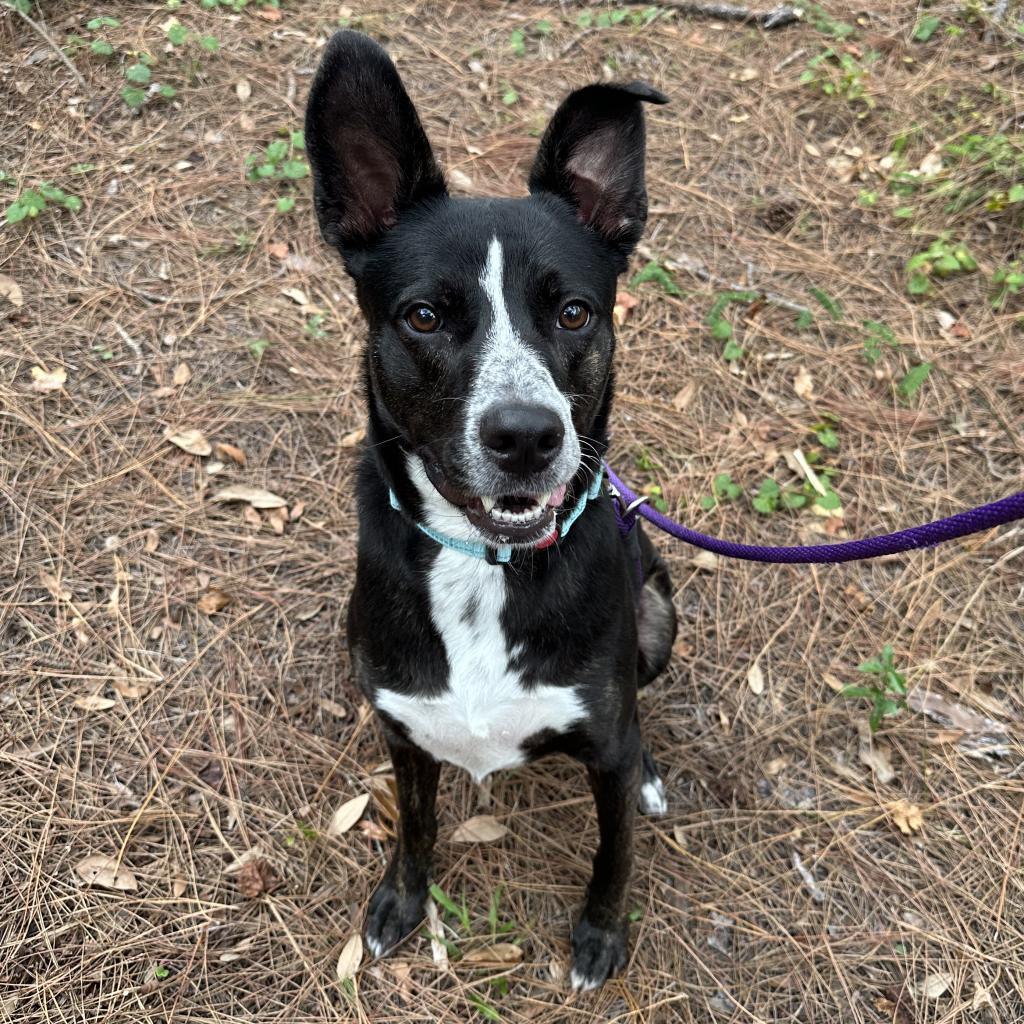 Enlarge Radar, a Adoptable mixed breed in Jupiter, FL image 2/6