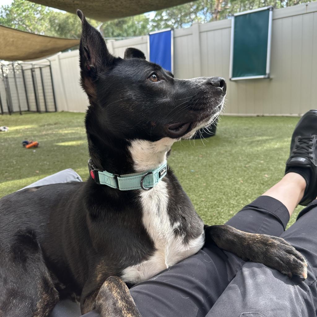 Enlarge Radar, a Adoptable mixed breed in Jupiter, FL image 4/6