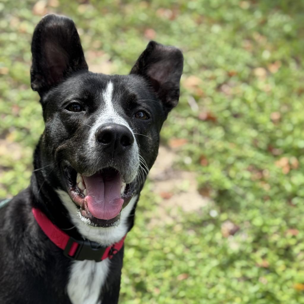 Radar — thumbnail 4