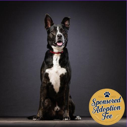 Enlarge Radar, a Adoptable mixed breed in Jupiter, FL image 4/6