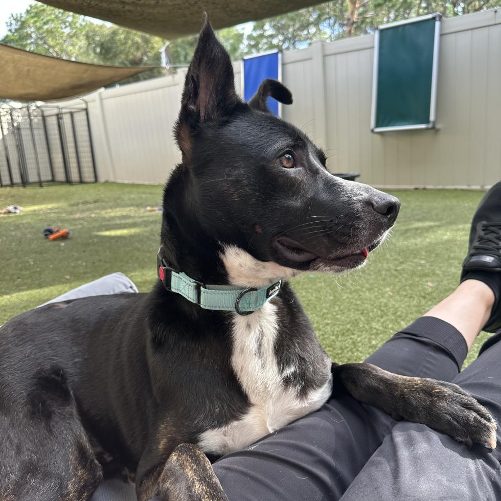 Enlarge Radar, a Adoptable mixed breed in Jupiter, FL image 5/6