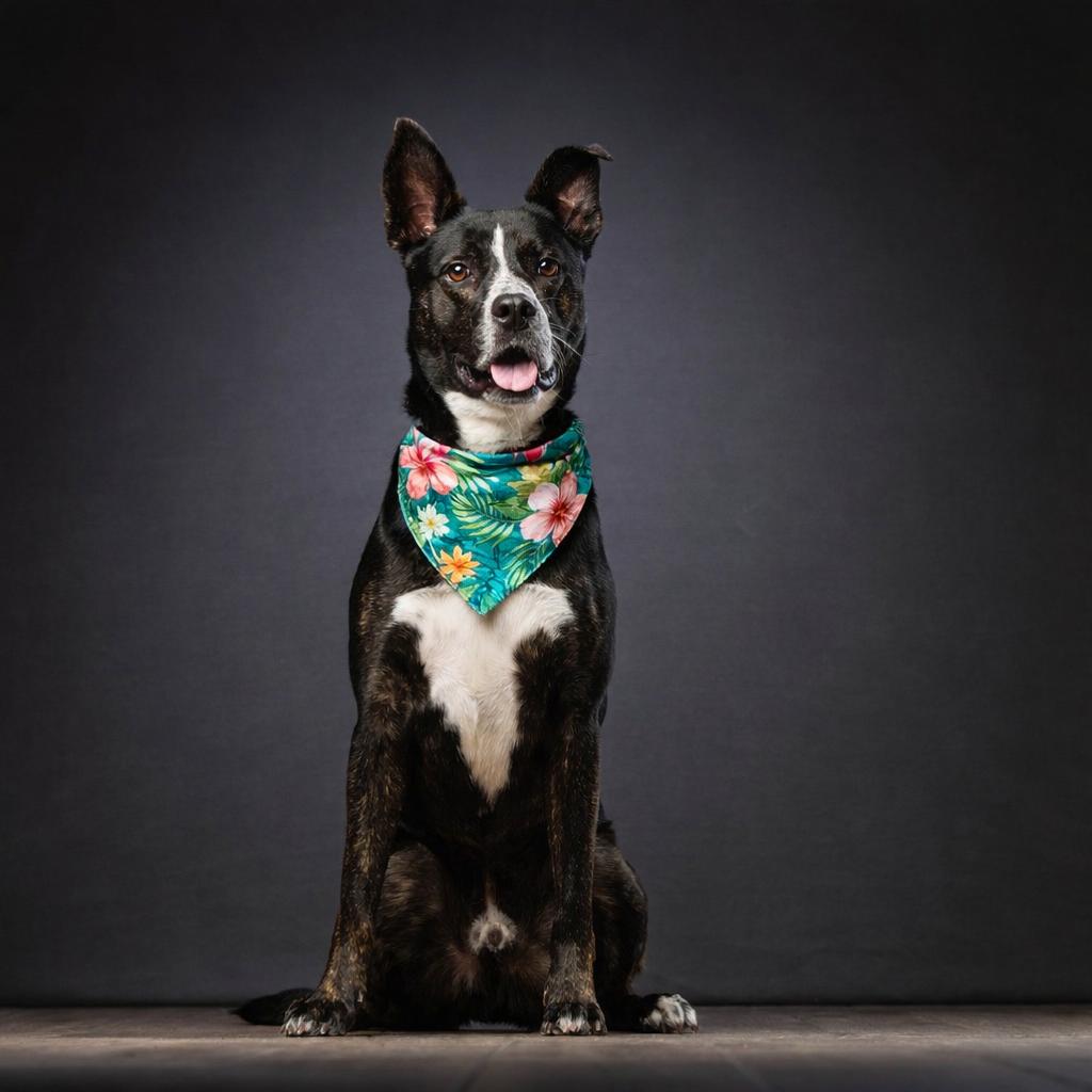 Enlarge Radar, a Adoptable mixed breed in Jupiter, FL image 5/6