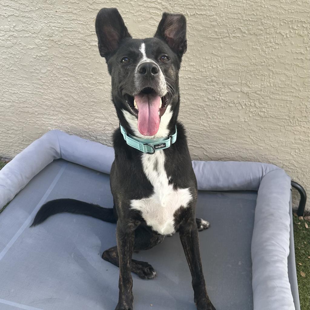 Enlarge Radar, a Adoptable mixed breed in Jupiter, FL image 6/6