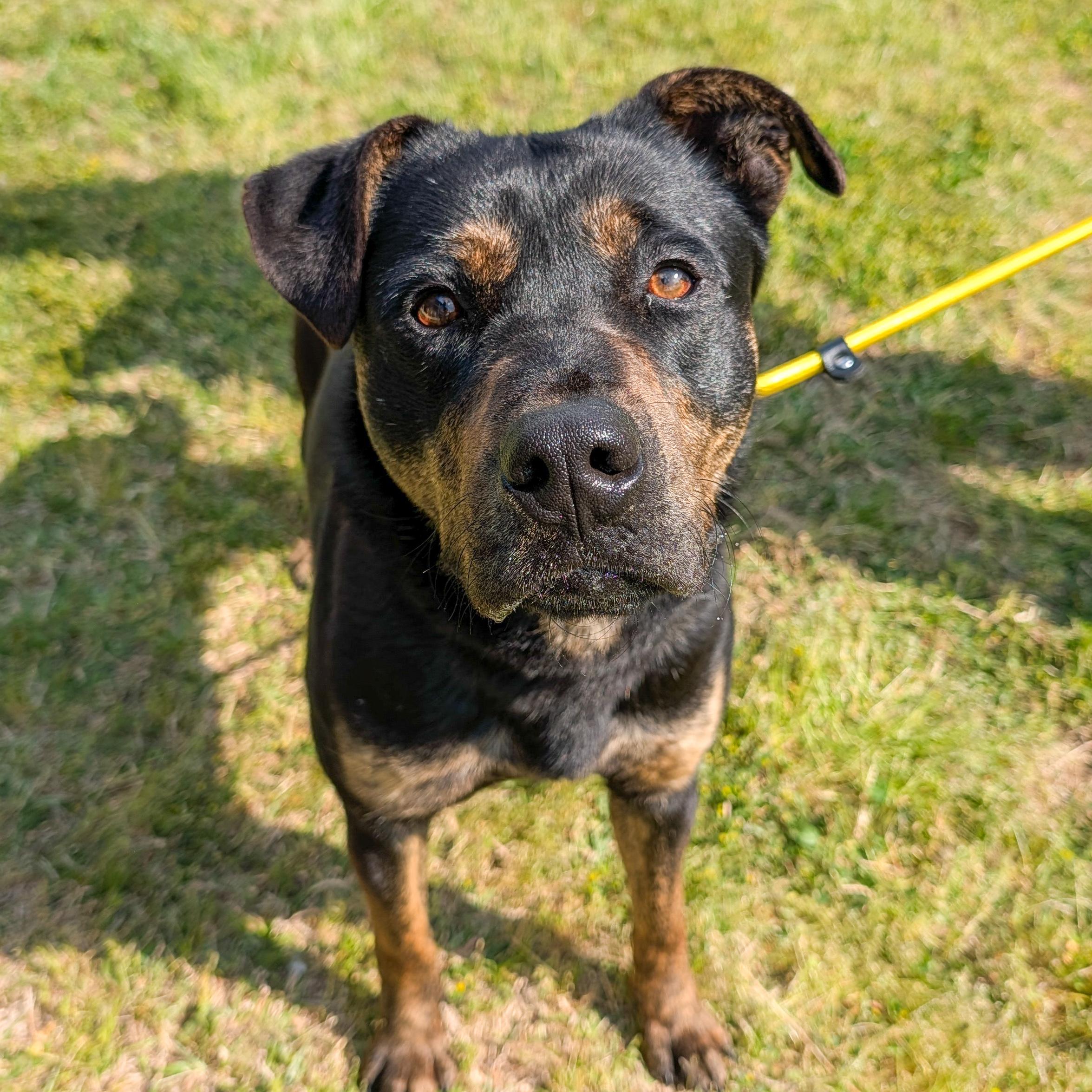Bullet, ADOPTABLE, Adult Male Retriever.