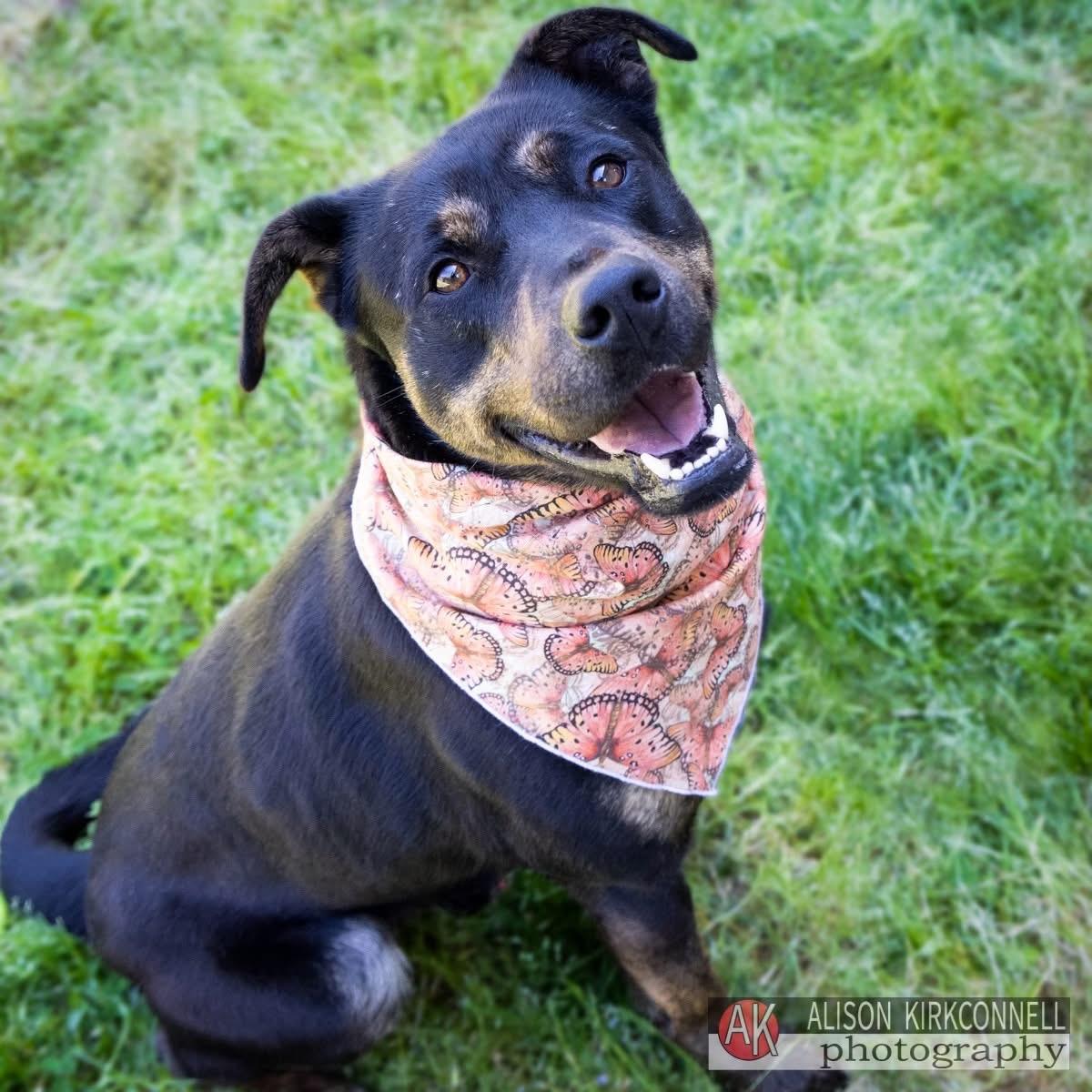 Enlarge Bullet, a ADOPTABLE mixed breed in Lancaster, SC image 1/3