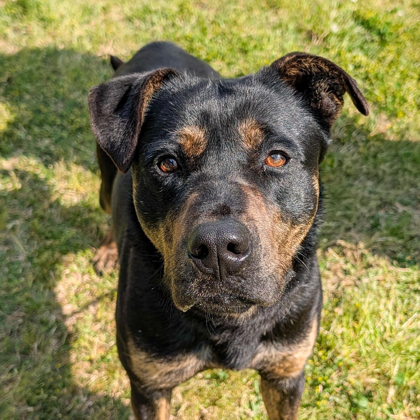 Enlarge Bullet, a ADOPTABLE mixed breed in Lancaster, SC image 2/2