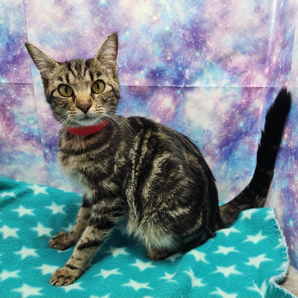 Enlarge Noelle, a Adoptable mixed breed in Washington Court House, OH image 1/1