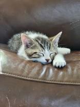 Enlarge Aries, an adoptable Domestic Short Hair in Eagle, CO image 2/3