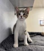 Enlarge Aries, an adoptable Domestic Short Hair in Eagle, CO image 1/3