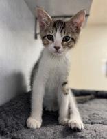 Enlarge Aries, an adoptable Domestic Short Hair in Eagle, CO image 3/3