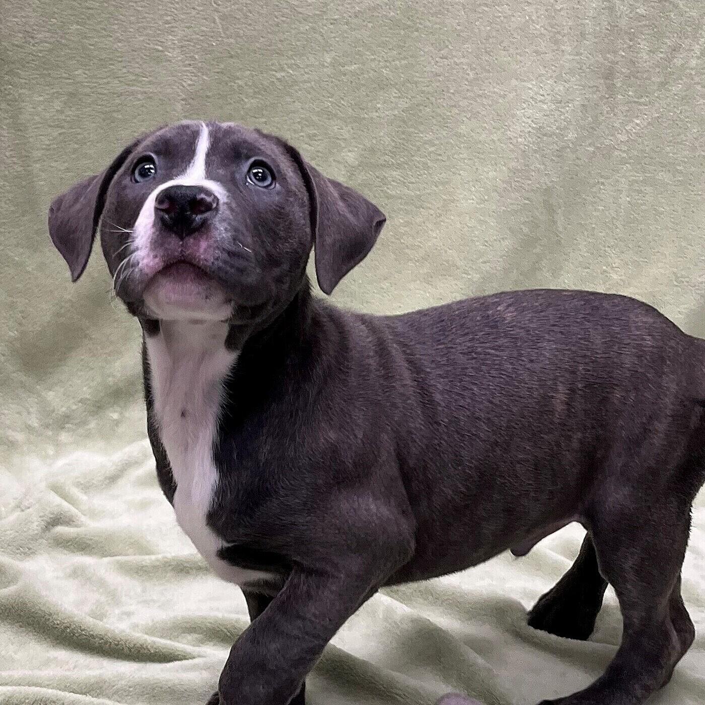 Enlarge Tomas, an adopted mixed breed in Pleasantville, NJ image 1/1