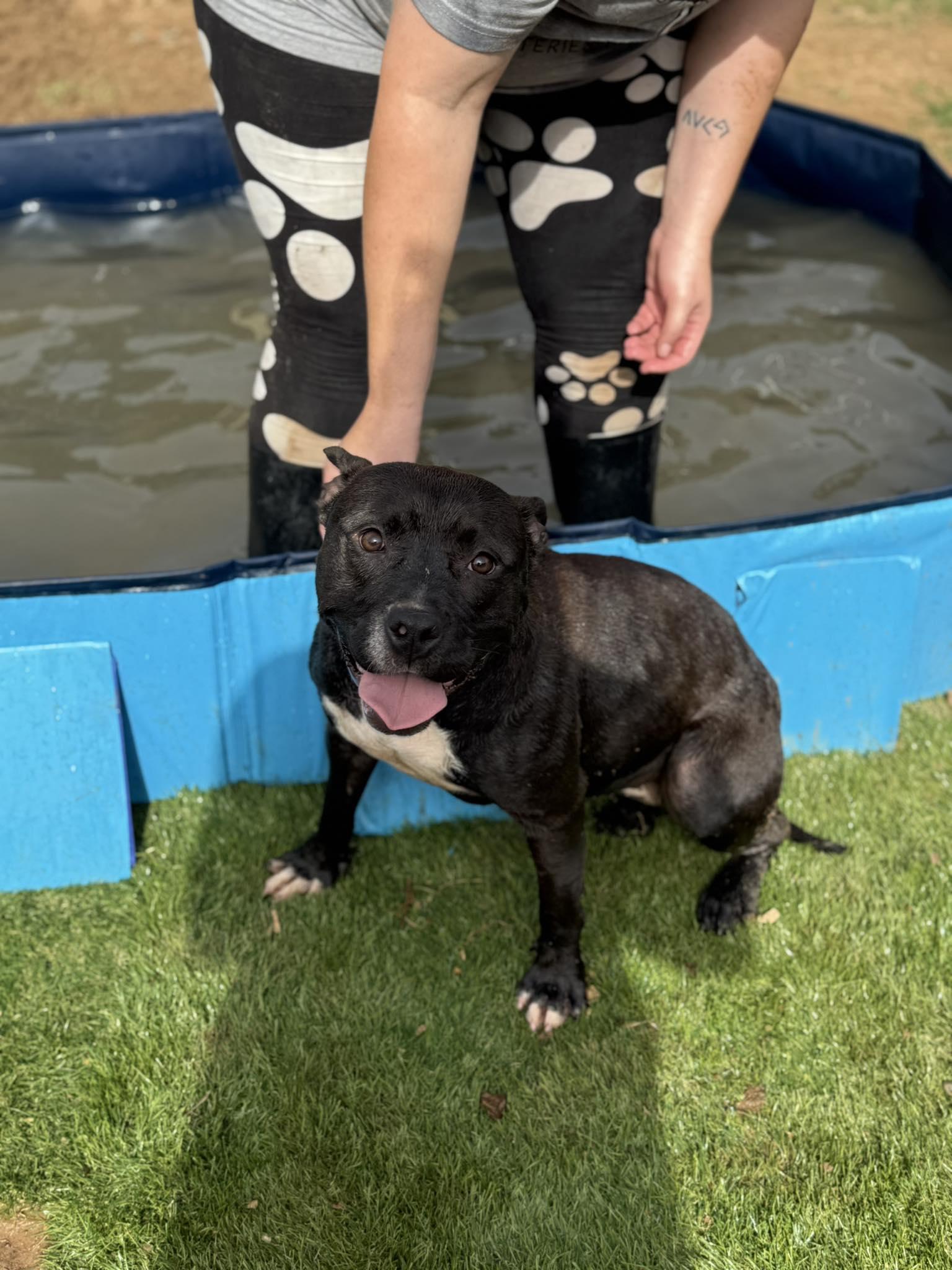Abigail, Adult Female Pit Bull Terrier