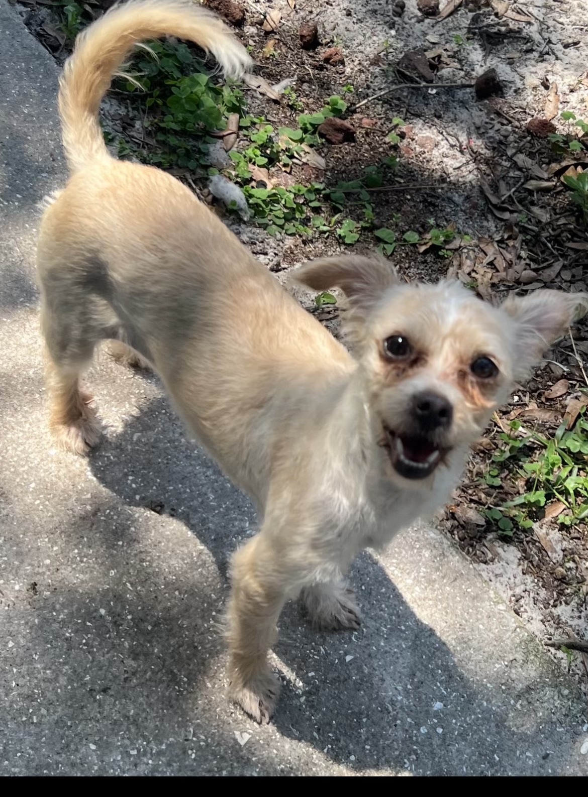 BRANDY, Adult Female Terrier