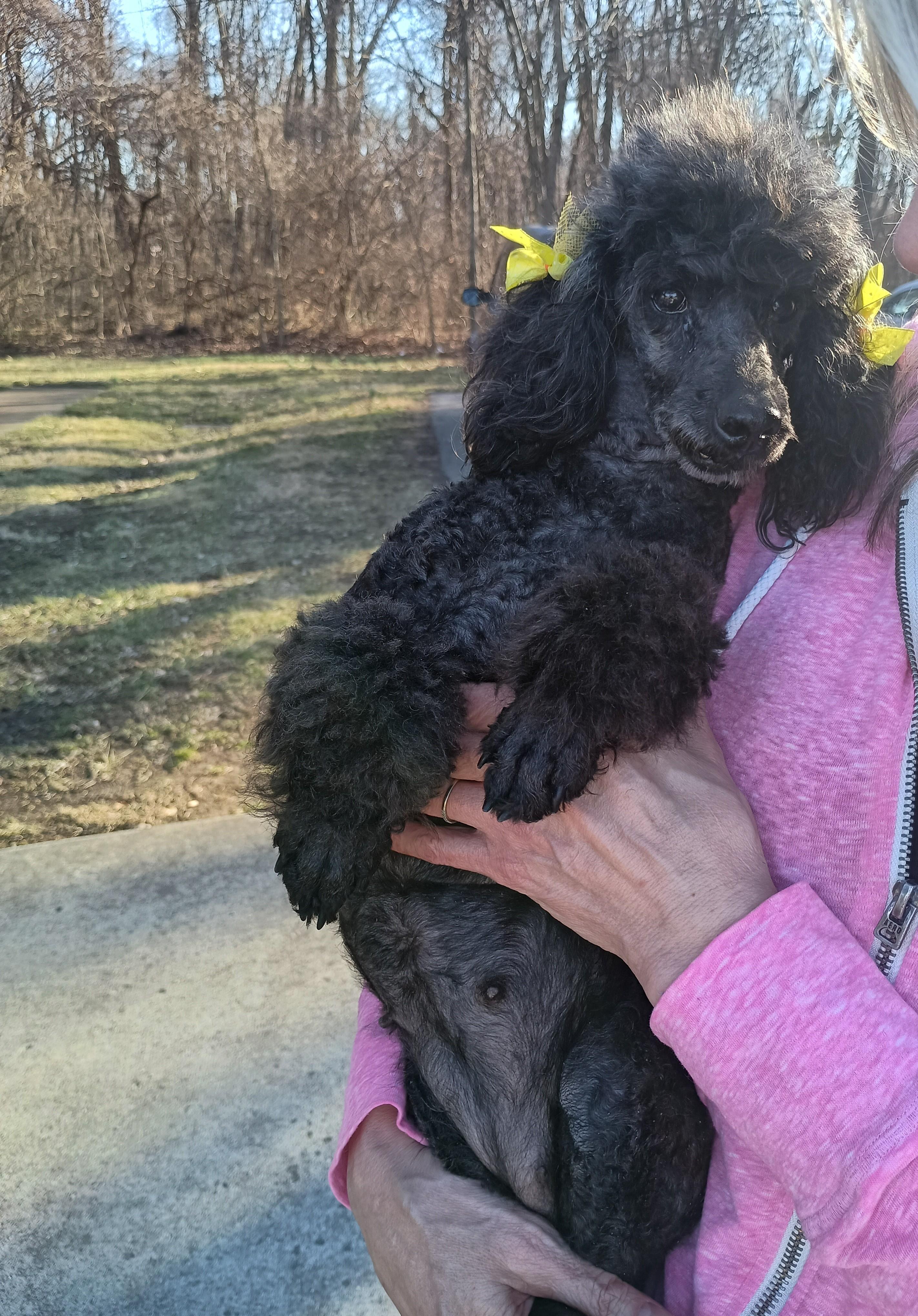 Precious, ADOPTABLE, Adult Female Miniature Poodle.